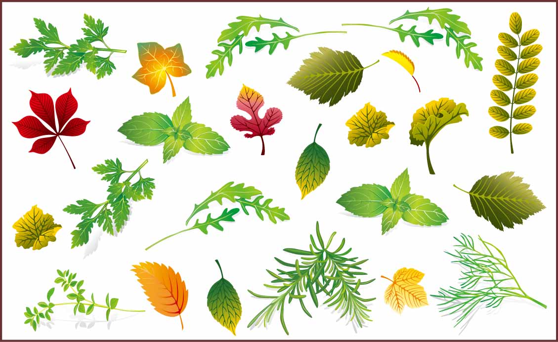 Chinese Herb Standard